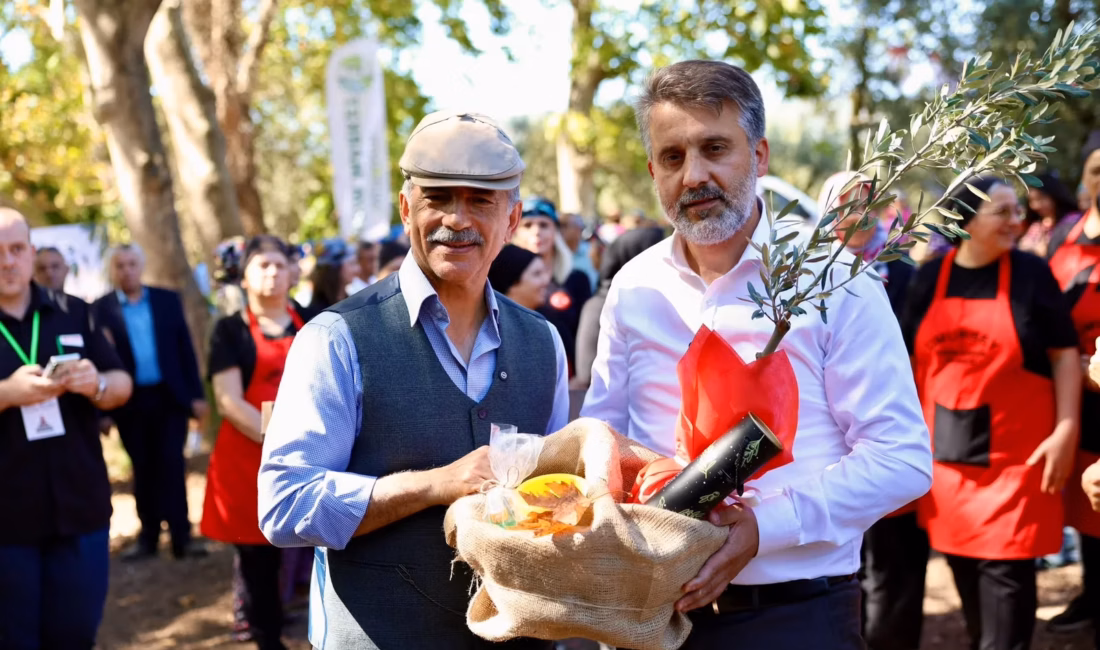 33. Uluslararası Gemlik Zeytini Festivali kapsamında düzenlenen 2. Zeytin Hasat