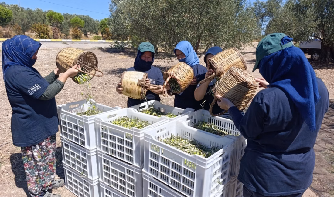 2026/2027 sezonunun Türkiye’deki ilk zeytin hasadı Ayvalık’ta gerçekleştirildi. Köklü Zeytincilik